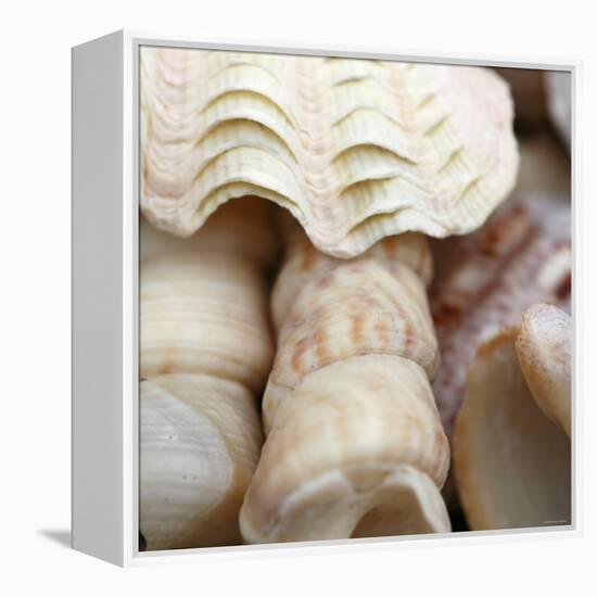 Shells I-Nicole Katano-Framed Stretched Canvas