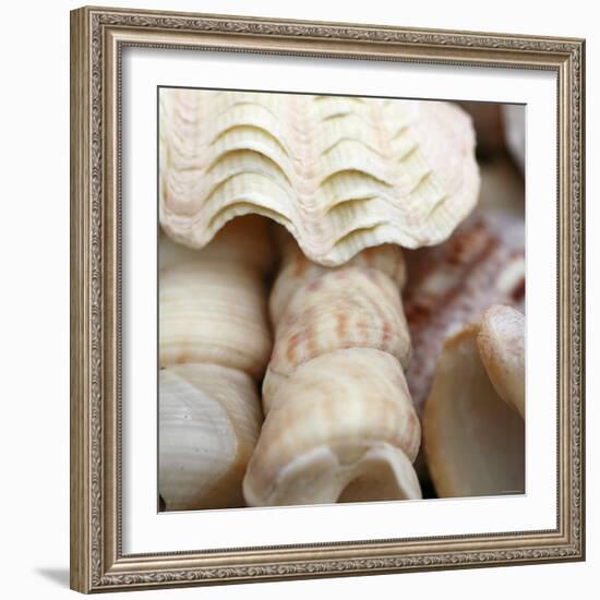 Shells I-Nicole Katano-Framed Photo