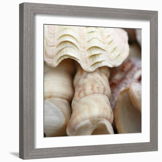 Shells I-Nicole Katano-Framed Photo