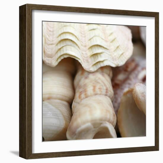 Shells I-Nicole Katano-Framed Photo