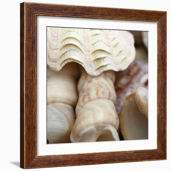 Shells I-Nicole Katano-Framed Photo