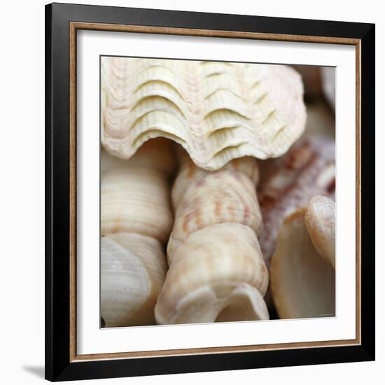 Shells I-Nicole Katano-Framed Photo