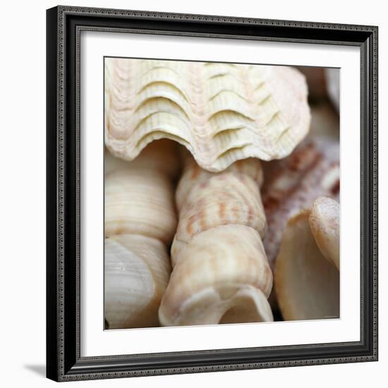 Shells I-Nicole Katano-Framed Photo