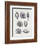 Shells I-Elizabeth Tyndall-Framed Art Print
