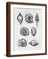 Shells I-Elizabeth Tyndall-Framed Art Print