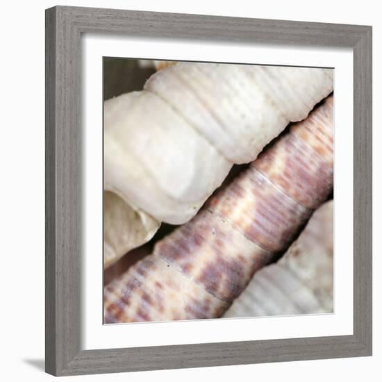 Shells II-Nicole Katano-Framed Photo