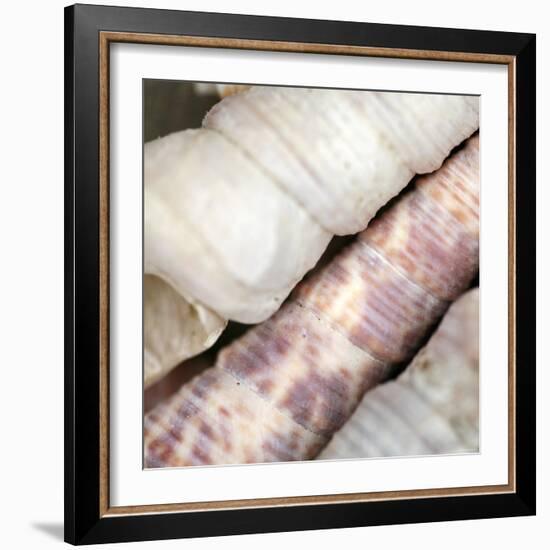 Shells II-Nicole Katano-Framed Photo