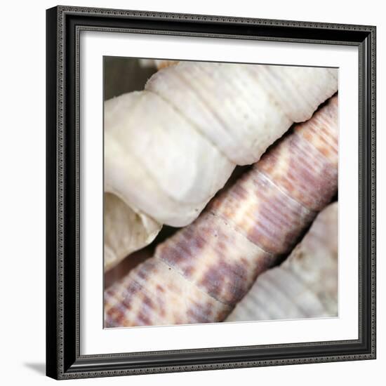 Shells II-Nicole Katano-Framed Photo