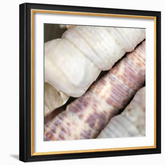 Shells II-Nicole Katano-Framed Photo