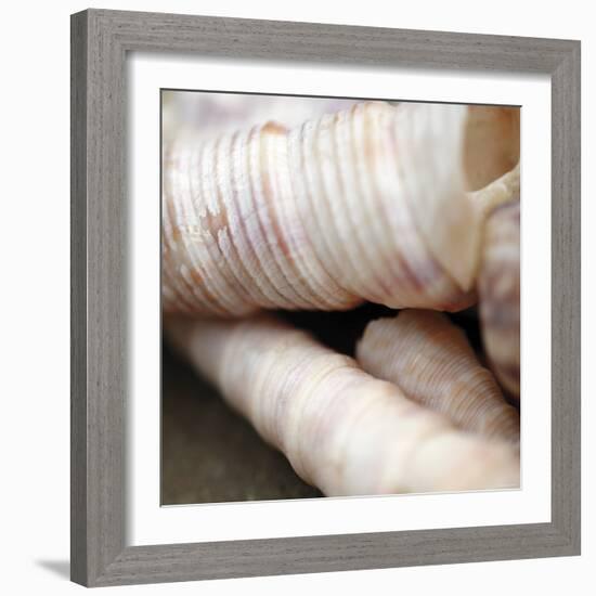 Shells III-Nicole Katano-Framed Photo