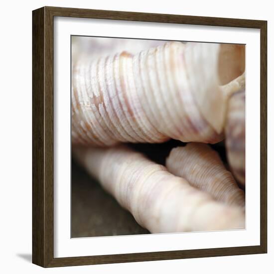 Shells III-Nicole Katano-Framed Photo