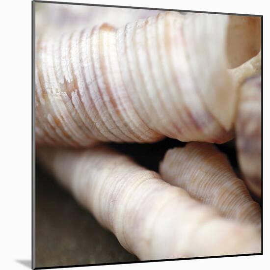 Shells III-Nicole Katano-Mounted Photo