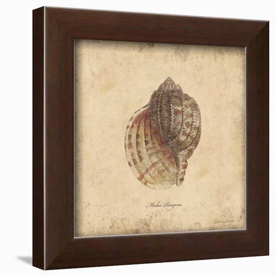 Shells IV-Stephanie Marrott-Framed Art Print