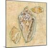 Shells IV-Cheri Blum-Mounted Art Print