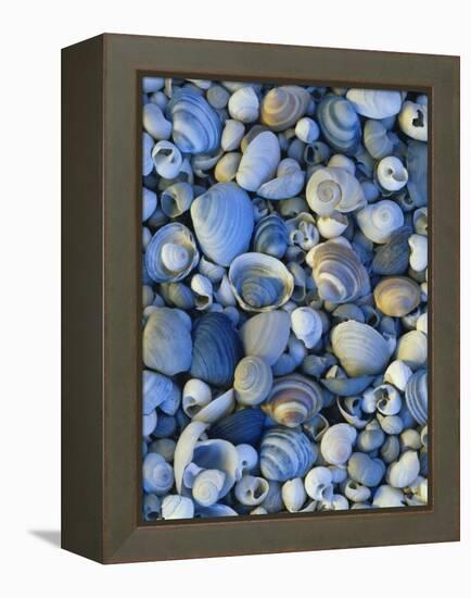 Shells of Freshwater Snails and Clams on Shore of Bear Lake, Utah, USA-Scott T^ Smith-Framed Premier Image Canvas