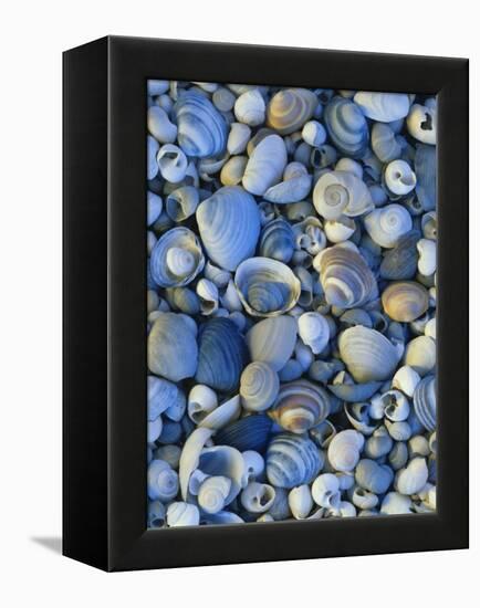 Shells of Freshwater Snails and Clams on Shore of Bear Lake, Utah, USA-Scott T^ Smith-Framed Premier Image Canvas