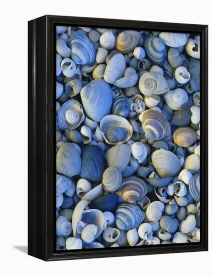 Shells of Freshwater Snails and Clams on Shore of Bear Lake, Utah, USA-Scott T^ Smith-Framed Premier Image Canvas