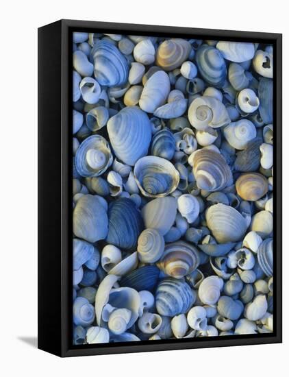 Shells of Freshwater Snails and Clams on Shore of Bear Lake, Utah, USA-Scott T^ Smith-Framed Premier Image Canvas