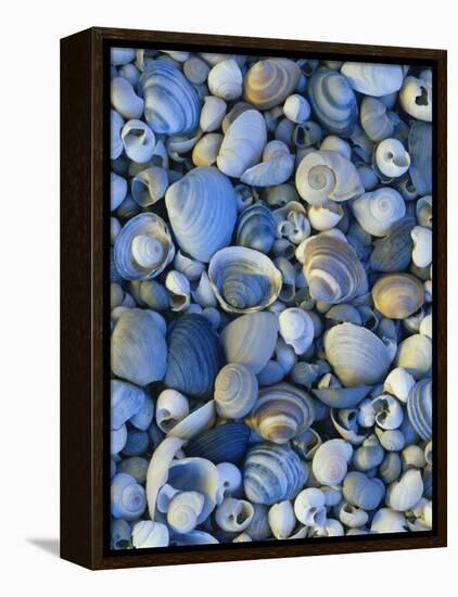 Shells of Freshwater Snails and Clams on Shore of Bear Lake, Utah, USA-Scott T^ Smith-Framed Premier Image Canvas