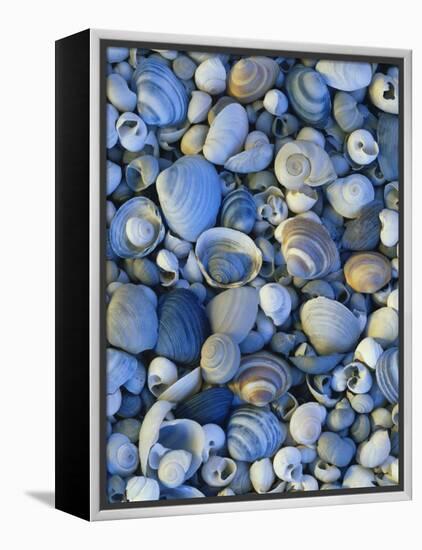 Shells of Freshwater Snails and Clams on Shore of Bear Lake, Utah, USA-Scott T^ Smith-Framed Premier Image Canvas