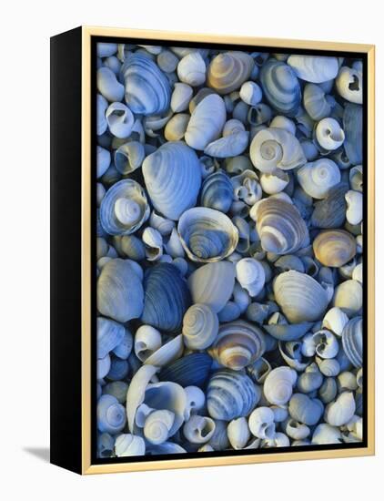 Shells of Freshwater Snails and Clams on Shore of Bear Lake, Utah, USA-Scott T^ Smith-Framed Premier Image Canvas