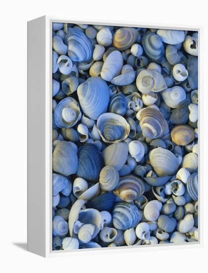 Shells of Freshwater Snails and Clams on Shore of Bear Lake, Utah, USA-Scott T^ Smith-Framed Premier Image Canvas