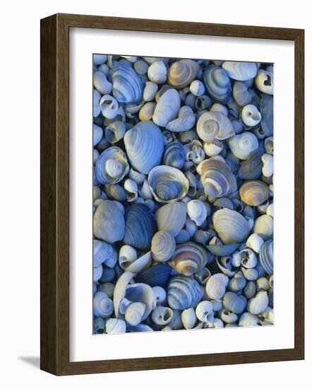 Shells of Freshwater Snails and Clams on Shore of Bear Lake, Utah, USA-Scott T^ Smith-Framed Photographic Print