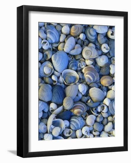 Shells of Freshwater Snails and Clams on Shore of Bear Lake, Utah, USA-Scott T^ Smith-Framed Photographic Print