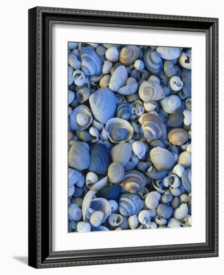 Shells of Freshwater Snails and Clams on Shore of Bear Lake, Utah, USA-Scott T^ Smith-Framed Photographic Print