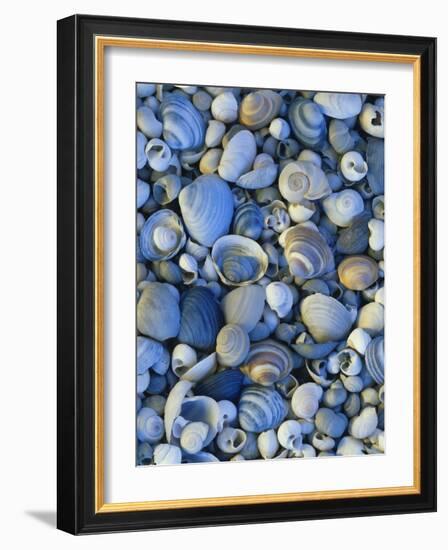 Shells of Freshwater Snails and Clams on Shore of Bear Lake, Utah, USA-Scott T^ Smith-Framed Photographic Print