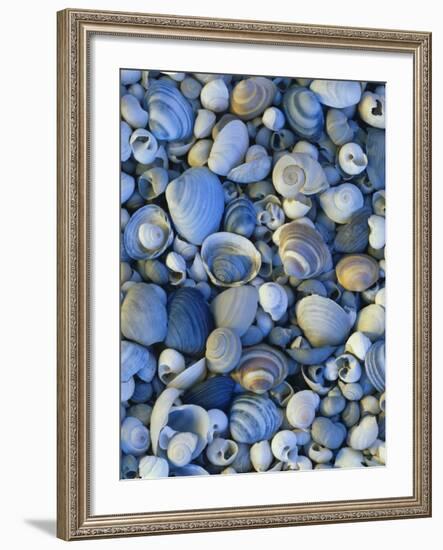 Shells of Freshwater Snails and Clams on Shore of Bear Lake, Utah, USA-Scott T^ Smith-Framed Photographic Print