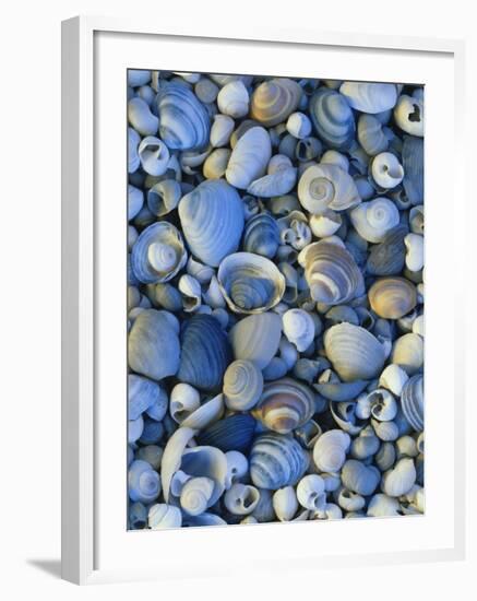 Shells of Freshwater Snails and Clams on Shore of Bear Lake, Utah, USA-Scott T^ Smith-Framed Photographic Print