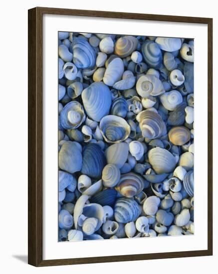 Shells of Freshwater Snails and Clams on Shore of Bear Lake, Utah, USA-Scott T^ Smith-Framed Photographic Print