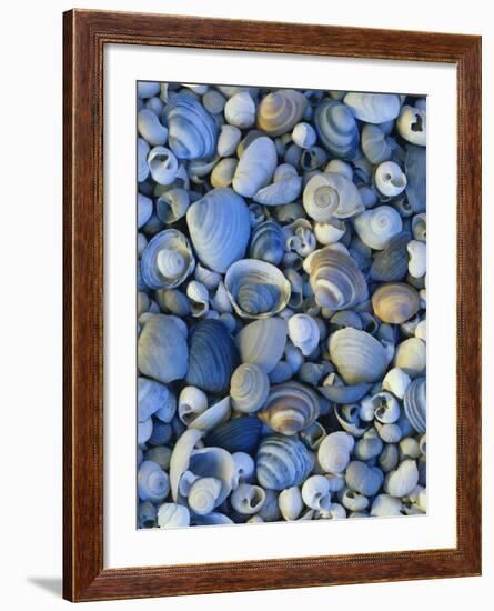 Shells of Freshwater Snails and Clams on Shore of Bear Lake, Utah, USA-Scott T^ Smith-Framed Photographic Print