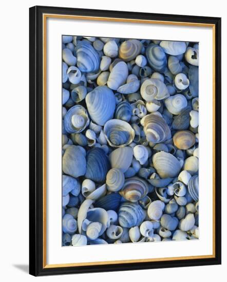 Shells of Freshwater Snails and Clams on Shore of Bear Lake, Utah, USA-Scott T^ Smith-Framed Photographic Print