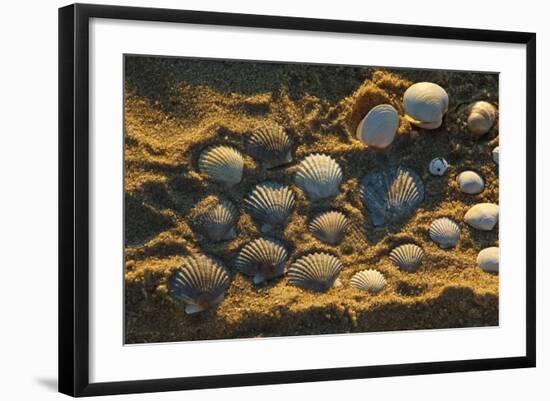 Shells on Bound Brook Island, Cape Cod, Wellfleet, Massachusetts-Jerry & Marcy Monkman-Framed Photographic Print