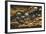 Shells on Bound Brook Island, Cape Cod, Wellfleet, Massachusetts-Jerry & Marcy Monkman-Framed Photographic Print