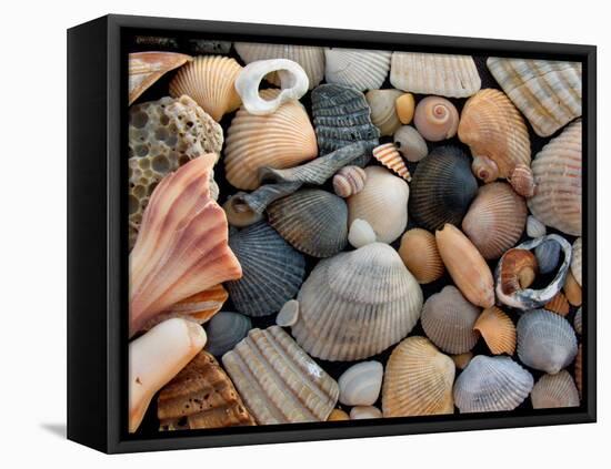 Shells on Edisto Beach, Edisto Beach State Park, South Carolina, USA-Scott T. Smith-Framed Premier Image Canvas