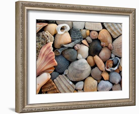 Shells on Edisto Beach, Edisto Beach State Park, South Carolina, USA-Scott T. Smith-Framed Premium Photographic Print