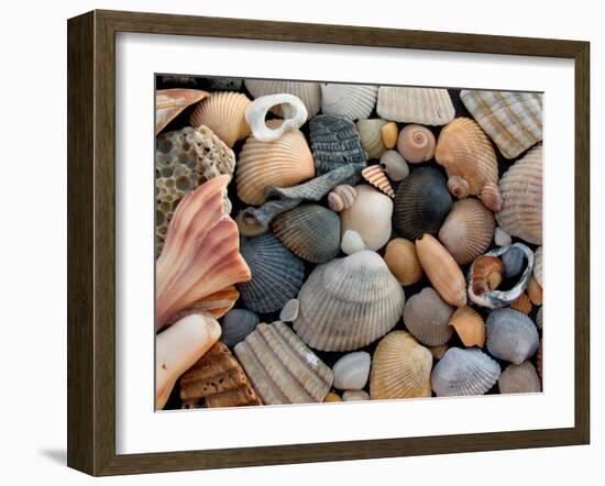 Shells on Edisto Beach, Edisto Beach State Park, South Carolina, USA-Scott T. Smith-Framed Premium Photographic Print