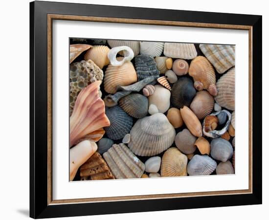 Shells on Edisto Beach, Edisto Beach State Park, South Carolina, USA-Scott T. Smith-Framed Premium Photographic Print