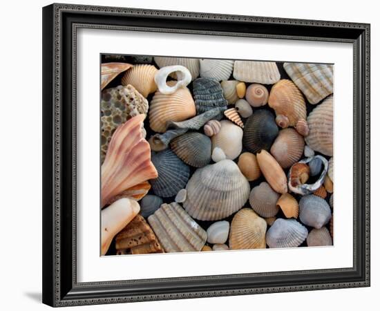 Shells on Edisto Beach, Edisto Beach State Park, South Carolina, USA-Scott T. Smith-Framed Premium Photographic Print