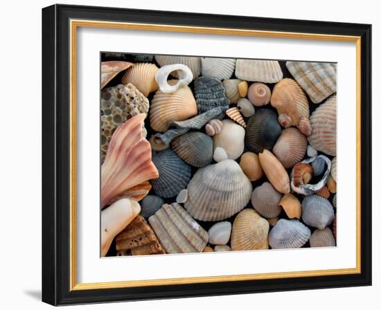 Shells on Edisto Beach, Edisto Beach State Park, South Carolina, USA-Scott T. Smith-Framed Premium Photographic Print