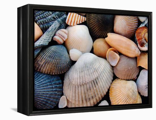 Shells on Edisto Beach, Edisto Beach State Park, South Carolina, USA-Scott T. Smith-Framed Premier Image Canvas