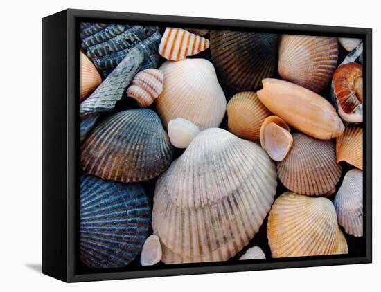 Shells on Edisto Beach, Edisto Beach State Park, South Carolina, USA-Scott T. Smith-Framed Premier Image Canvas
