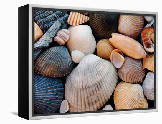 Shells on Edisto Beach, Edisto Beach State Park, South Carolina, USA-Scott T. Smith-Framed Premier Image Canvas