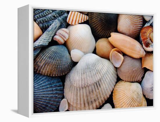 Shells on Edisto Beach, Edisto Beach State Park, South Carolina, USA-Scott T. Smith-Framed Premier Image Canvas