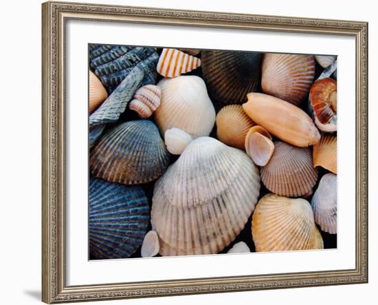 Shells on Edisto Beach, Edisto Beach State Park, South Carolina, USA-Scott T. Smith-Framed Photographic Print