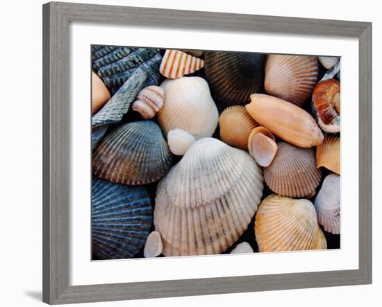 Shells on Edisto Beach, Edisto Beach State Park, South Carolina, USA-Scott T. Smith-Framed Photographic Print