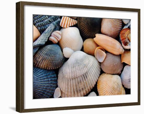 Shells on Edisto Beach, Edisto Beach State Park, South Carolina, USA-Scott T. Smith-Framed Photographic Print